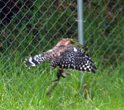 [The hawk is in flight about a foot above the ground. Its wings are spread showing the white and brown  on them and the tail. The frog is hanging below it still clutched in the talons.]